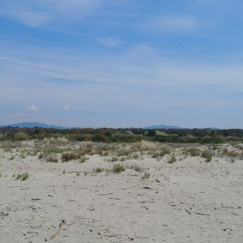 Lecciona mare di Viareggio