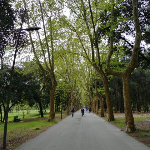 Pineta di Levante Viareggio