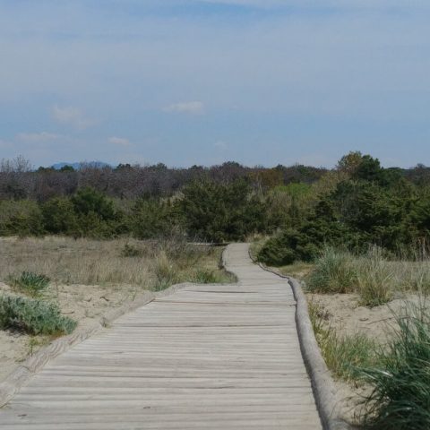 Spiaggia Lecciona Viareggio